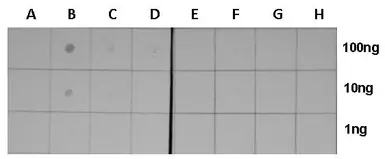 Anti-Histone H3K18ac (Acetyl Lys18) antibody used in Dot blot (Dot). GTX128943